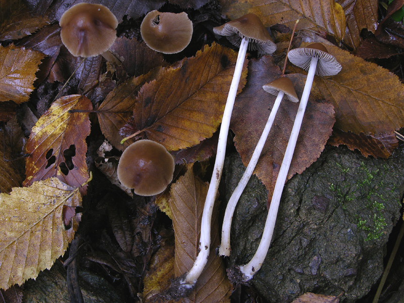 Da determinare n�5.